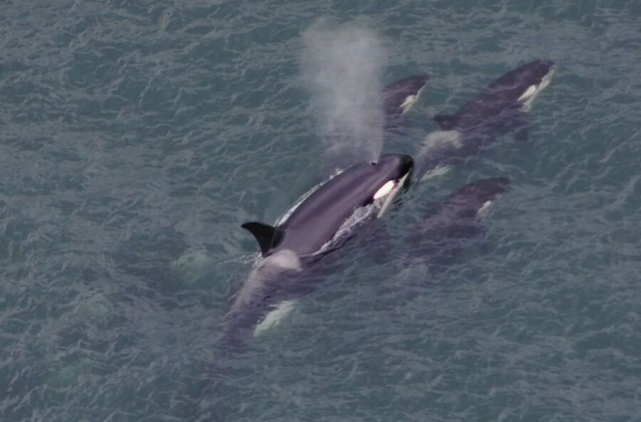 Hoonah: Icy Strait Whale Watch with Drone Filmography - Practical details that make the day easier