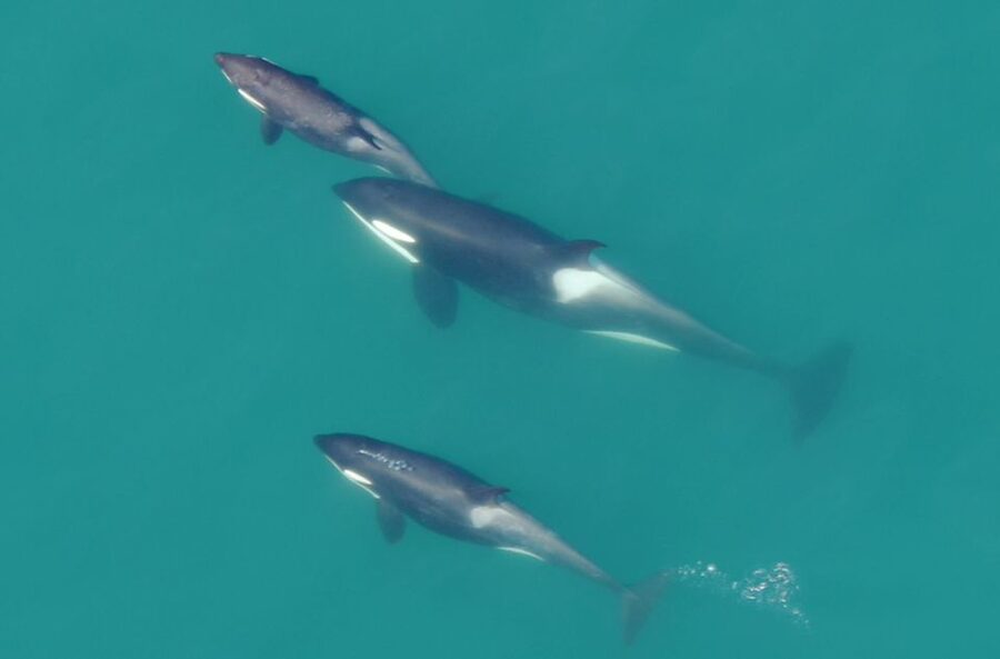 Hoonah: Icy Strait Whale Watch with Drone Filmography - The boat ride into Hoonah waters
