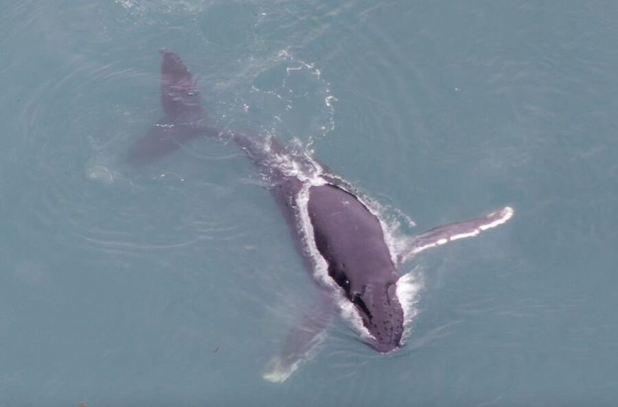 Hoonah: Icy Strait Whale Watch with Drone Filmography - What you might see beyond humpbacks