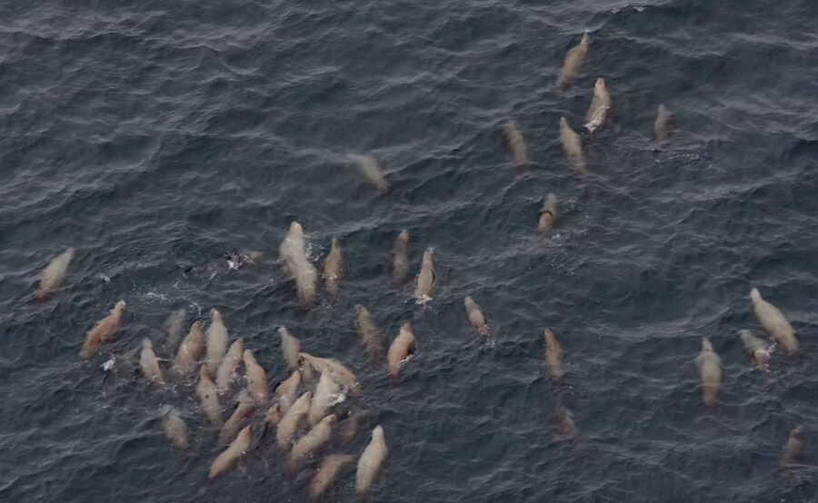 Hoonah: Icy Strait Whale Watch with Drone Filmography - The value of a small-group whale watch