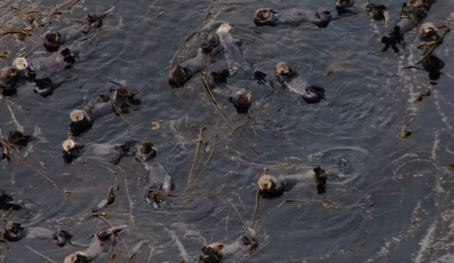 Hoonah: Icy Strait Whale Watch with Drone Filmography - The three-hour itinerary, step by step