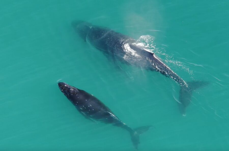 Hoonah: Icy Strait Whale Watch with Drone Filmography - Who will enjoy this tour most?