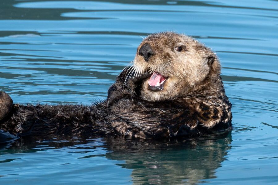 Hoonah: Icy Strait Whale Watch with Drone Filmography - Setting out from Icy Strait Point