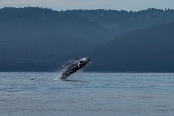 Hoonah Whale Tours in Icy Strait - Key points to know before you book