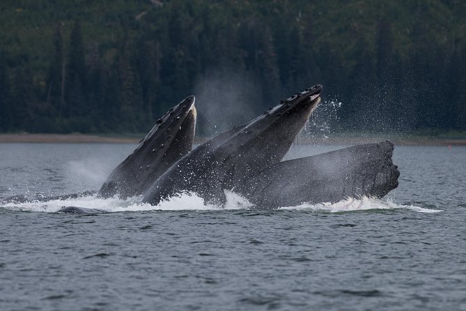 Hoonah Whale Tours in Icy Strait - The boat, cabin, and comfort details