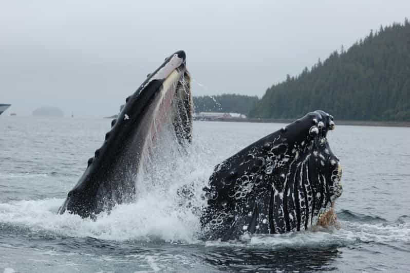 Hoonah: Whale Watching Cruise - Why Hoonah is a good place for whale watching