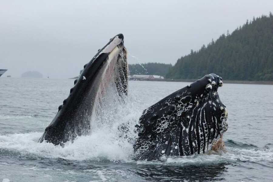 Hoonah: Whale Watching Cruise - What the scenery adds to the outing