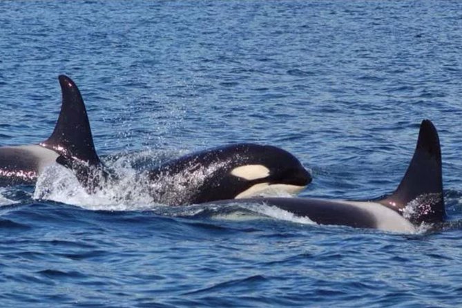 Hoonah Whale-Watching Cruise - Near Icy Strait Point - Key points to know before you book