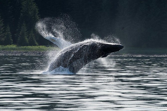 Hoonah Whale-Watching Cruise - Near Icy Strait Point - Finding humpbacks near Hoonah