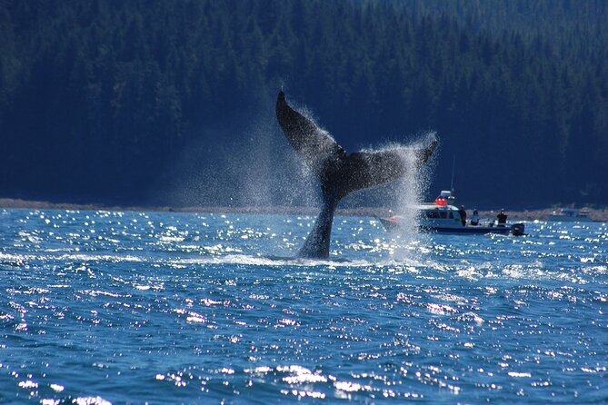 Hoonah Whale-Watching Cruise - Near Icy Strait Point - Orcas, sea lions, otters, and birds