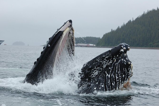 Hoonah Whale-Watching Cruise - Near Icy Strait Point - Captains, naturalists, and the human side of the trip