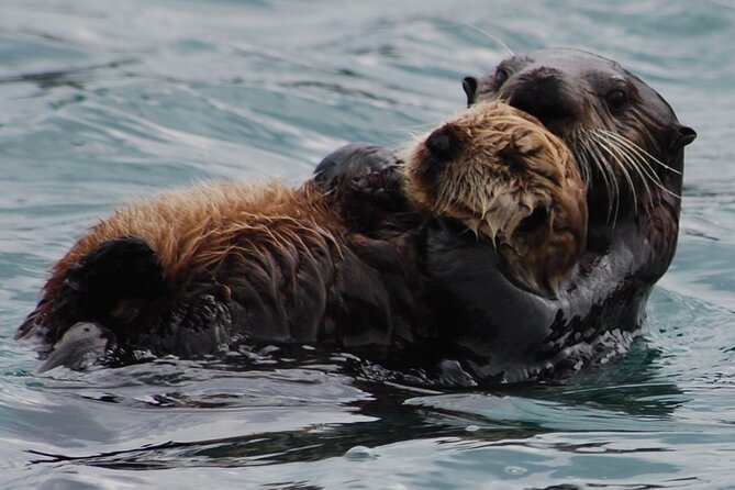 Hoonah Whale-Watching Cruise - Near Icy Strait Point - A closer look at the one-stop itinerary