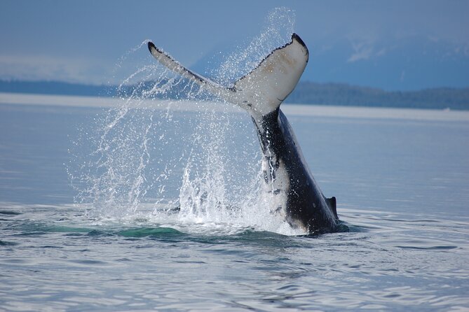 Hoonah Whale-Watching Cruise - Near Icy Strait Point - Is $225 a fair price?