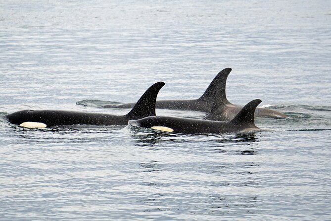 Hoonah Whale-Watching Cruise - Near Icy Strait Point - Timing, weather, and comfort