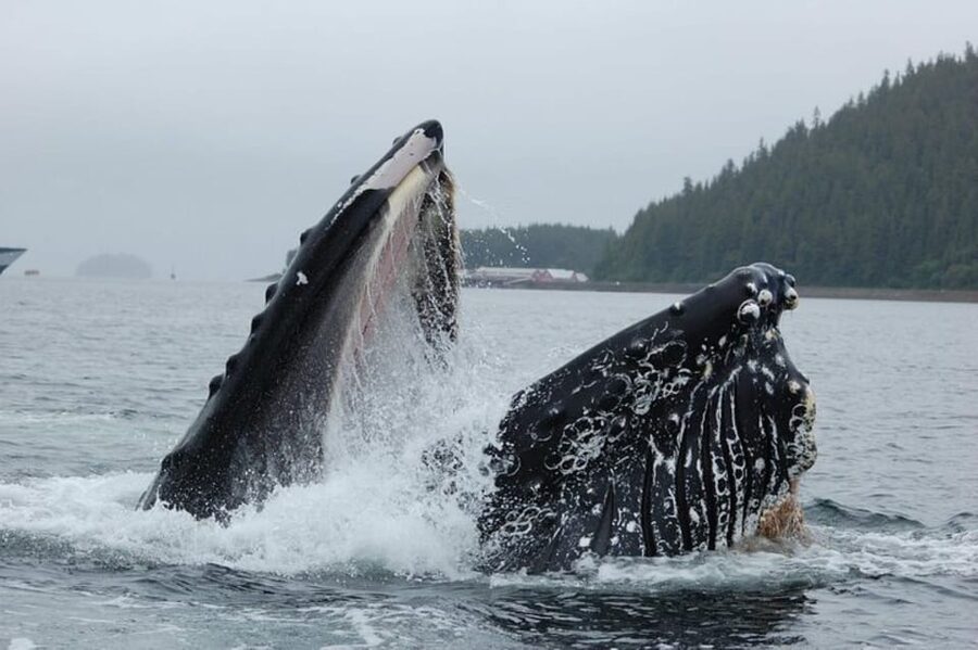 Hoonah: Whale Watching Cruise - Getting from Icy Strait Point to the boat