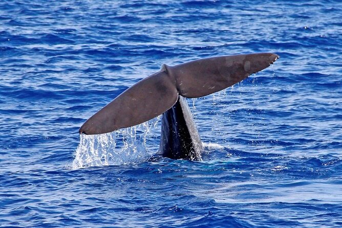 Hop-on Hop-off Bus Tour and Catamaran Whale & Dolphin Watching - Stops 14 to 20: Câmara de Lobos and the west coast