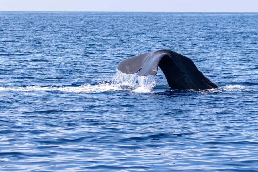 Horizon Large: whale watching off the coast of Saint-Cyr - Three and a half hours looking for marine life
