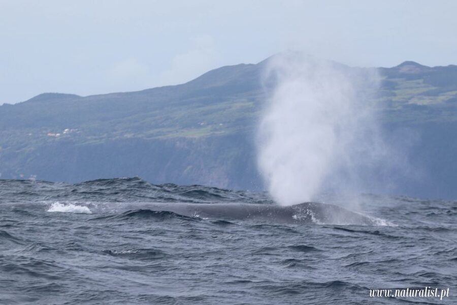 Horta: University Startup Whale and Dolphin RIB Boat Trip - Who should book this Horta whale trip?