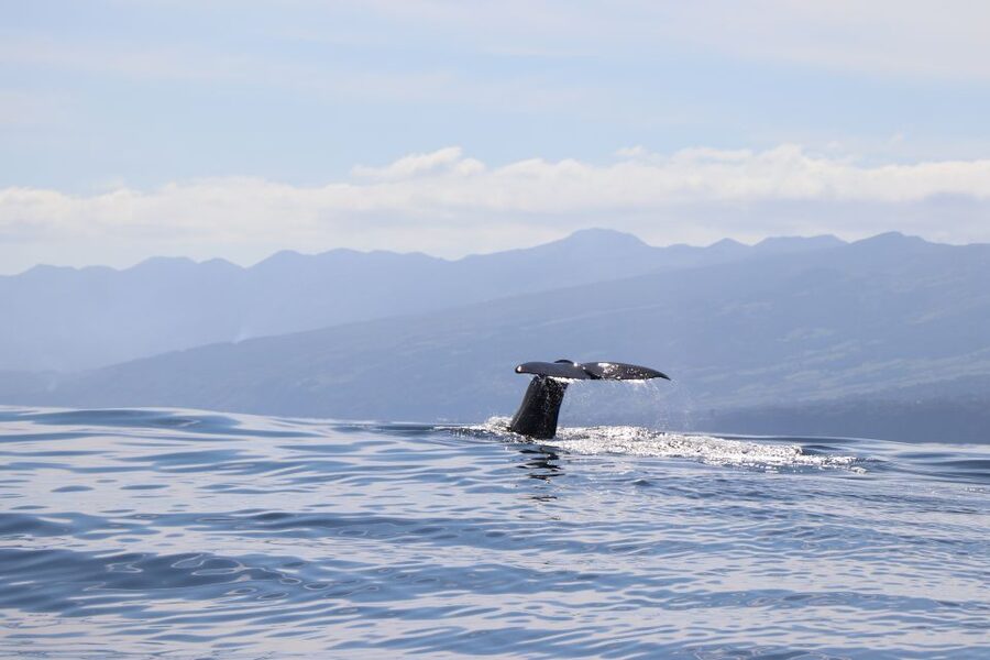 Horta: University Startup Whale and Dolphin RIB Boat Trip - Why Horta is such a strong place for whale watching