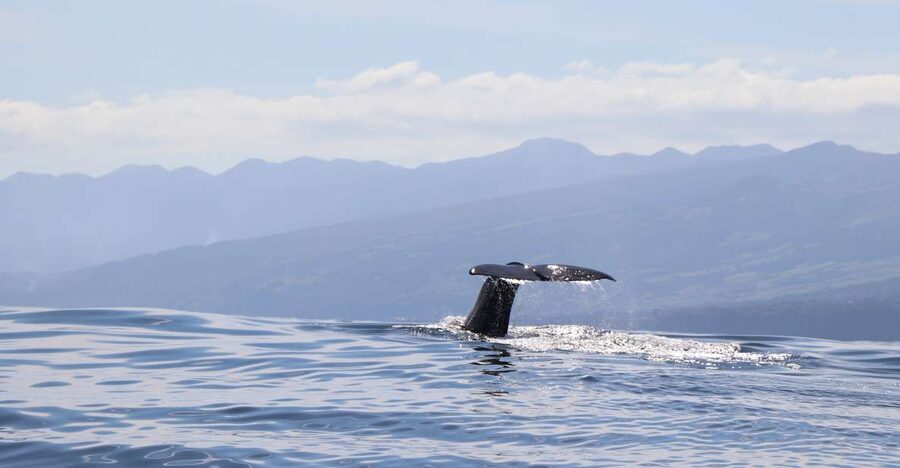 Horta: University Startup Whale and Dolphin RIB Boat Trip - The ten-minute briefing adds real value