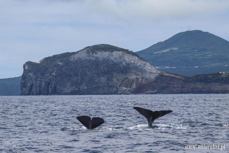 Horta: University Startup Whale and Dolphin RIB Boat Trip - Three hours on a fast RIB