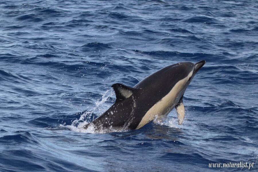 Horta: University Startup Whale and Dolphin RIB Boat Trip - The wildlife you may see around Faial and Pico