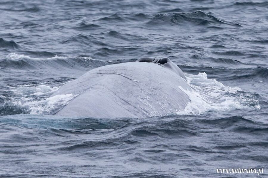 Horta: University Startup Whale and Dolphin RIB Boat Trip - Respectful viewing, not a chase