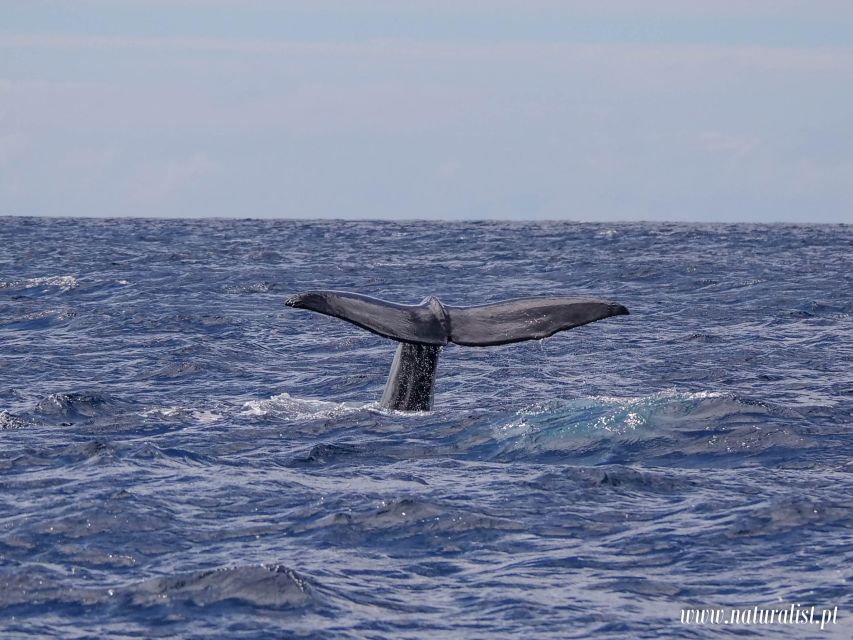 Horta: University Startup Whale and Dolphin RIB Boat Trip - What the weather means for your decision