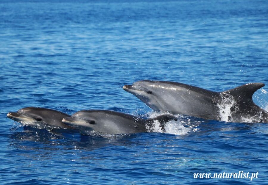 Horta: University Startup Whale and Dolphin RIB Boat Trip - Meeting the crew at Horta Marina
