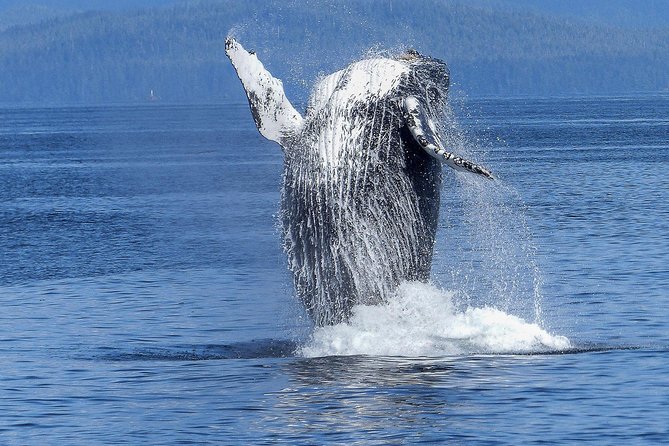 Humpback Whale and Dolphin Watch in Kona - Key points to know before booking