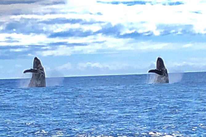 Humpback Whale and Dolphin Watch in Kona - Kona whale watching with a small boat feel