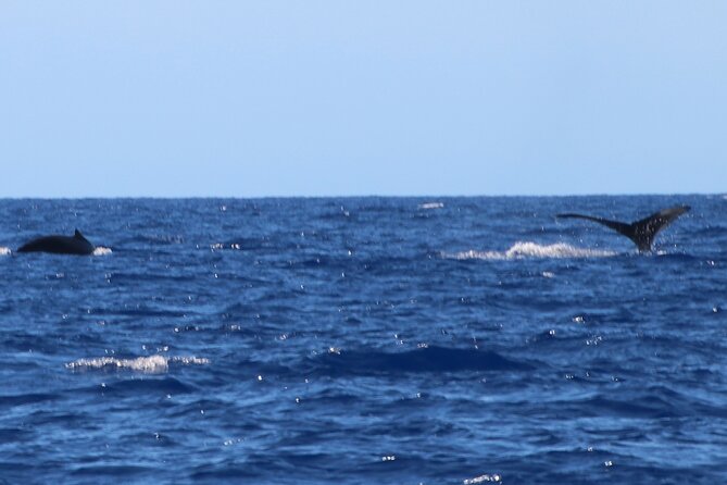 Humpback Whale and Dolphin Watch in Kona - The wildlife you might see in each season