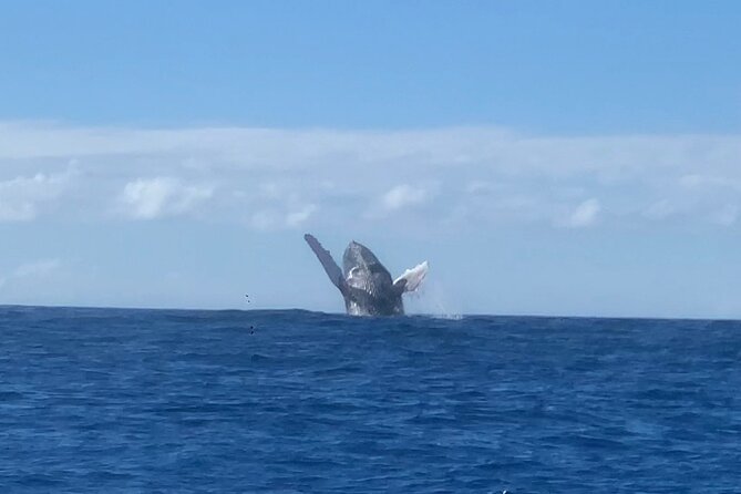 Humpback Whale and Dolphin Watch in Kona - Listening to whales through the hydrophone