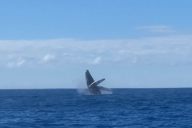 Humpback Whale and Dolphin Watch in Kona - Why the Kona coastline adds real value