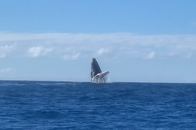 Humpback Whale and Dolphin Watch in Kona - Is $109 a fair price for this Kona outing?