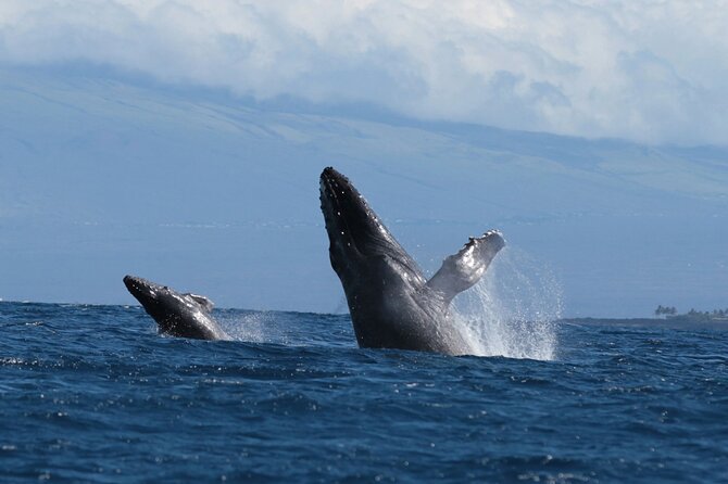 Humpback Whale and Dolphin Watch in Kona - Who should book, and who should think twice?