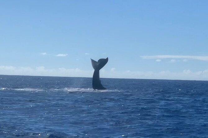 Humpback Whale and Dolphin Watch in Kona - Should you book Dolphin Discoveries?