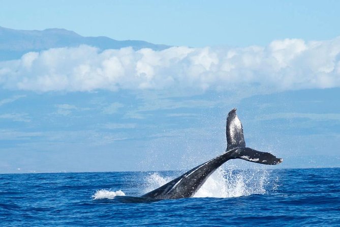 Humpback Whale and Dolphin Watch in Kona - What happens from check-in to the open water