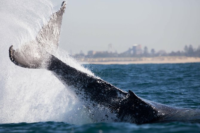 Humpback Whale Encounter Tour from Newcastle - The guide makes the difference