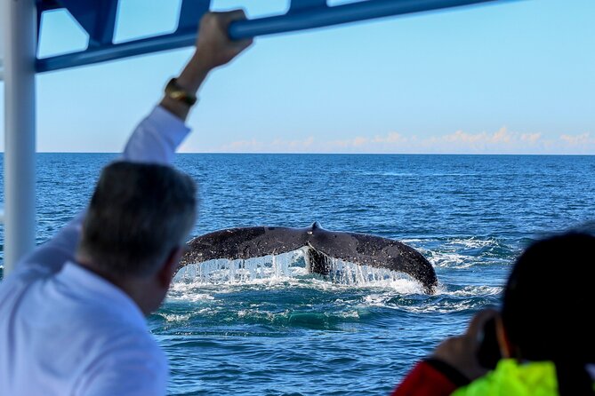 Humpback Whale Encounter Tour from Newcastle - Weather, sea conditions, and the real drawbacks