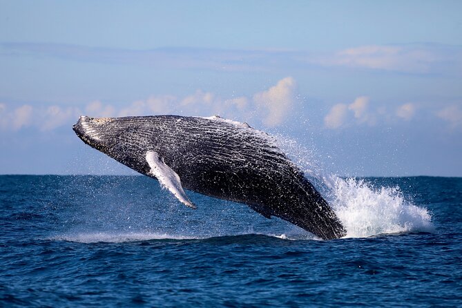 Humpback Whale Encounter Tour from Newcastle - Dolphins, seals, and the Hunter Coast from the water