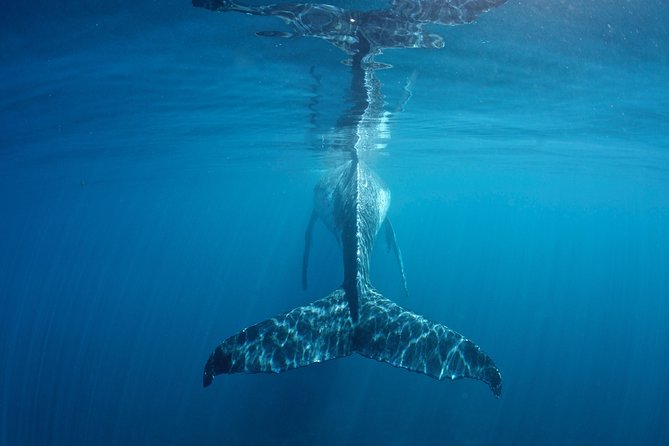 Humpback Whale Safari - The early start at Coral Bay