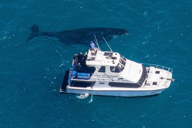 Humpback Whale Safari - Entering the water when conditions allow