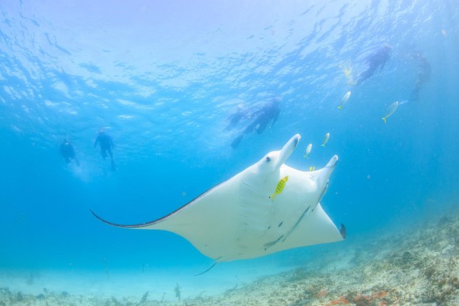 Humpback Whale Safari - What Ningaloo adds to the experience