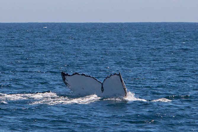 Humpback Whale Safari - Is $466 good value?