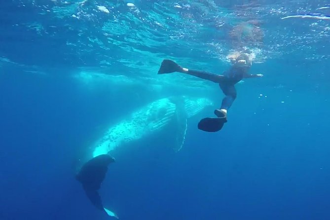 Humpback Whale Swim from Tongatapu island with transfers & lunch - Meeting Tonga’s Humpbacks from Tongatapu