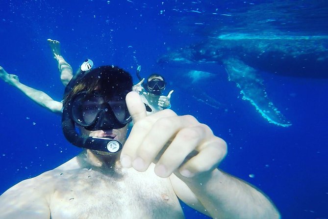 Humpback Whale Swim from Tongatapu island with transfers & lunch - Why the Eight-Person Limit Helps