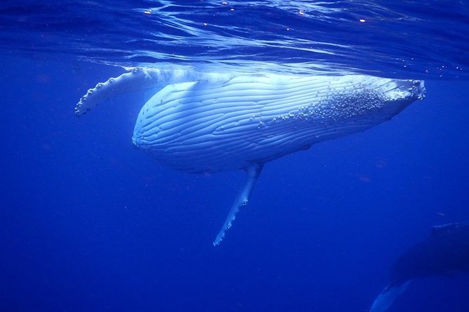 Humpback Whale Swim from Tongatapu island with transfers & lunch - Lunch on a Secluded Island