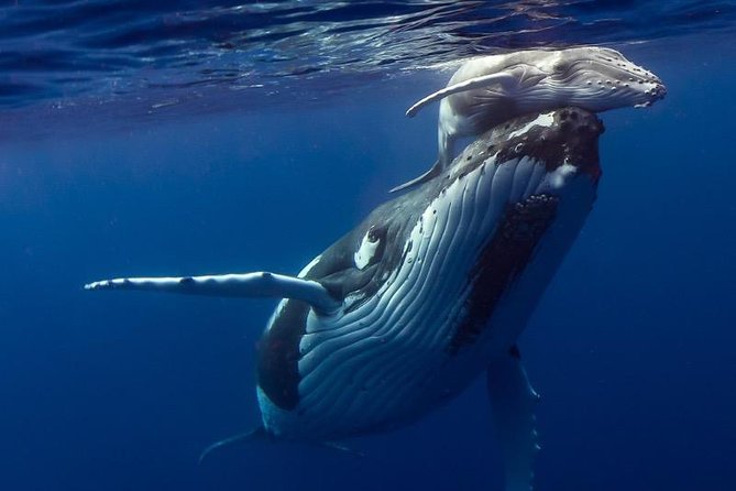 Humpback Whale Swim from Tongatapu island with transfers & lunch - Weather, Safety, and the Need for Flexibility