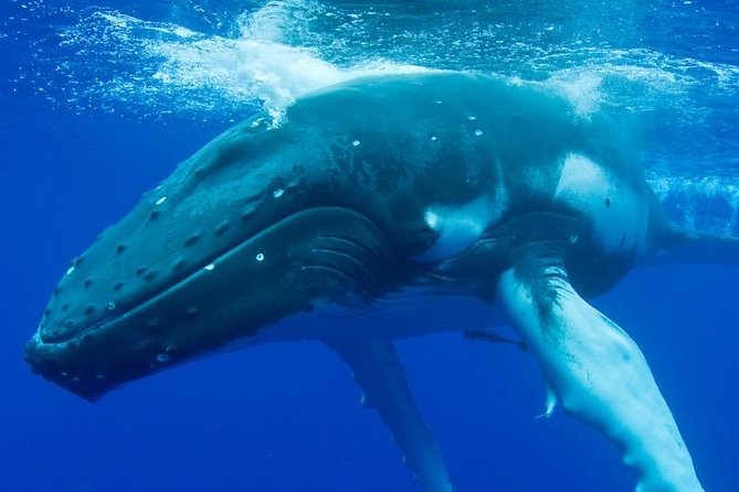 Humpback Whale Swim from Tongatapu island with transfers & lunch - Who Will Enjoy This Whale Tour Most